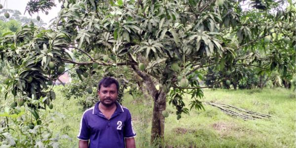 ব্যবসা ছেড়ে আম চাষে সফল চিতলমারীর মহসিন
